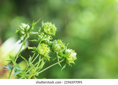 Green rose or concourse rose on bokeh nature background. - Shutterstock ID 2196597095