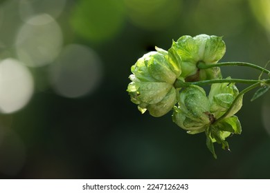 Green rose or concourse rose on bokeh nature background. - Shutterstock ID 2247126243