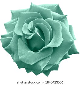 Green Rose Flower On White Isolated Stock Photo 1845423556 | Shutterstock