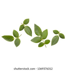 Green Rose Leaf Isolated On White Background Cutout