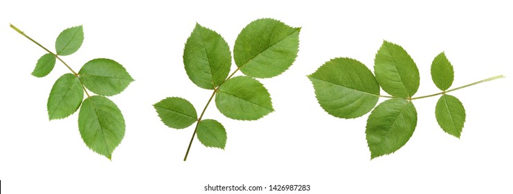 Green Rose Leaf Isolated On White Background Cutout