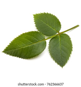 Green Rose Leaf Isolated On White Background Cutout