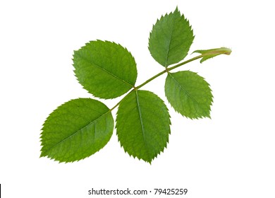 Green Rose Leaf Isolated On White Background