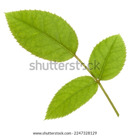 Green rose leaf isolated over white background cutout