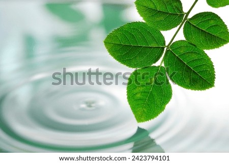 green rose leaves, Botanical background, Floral foliage, Leafy texture, Garden beauty, Natural patterns Vibrant foliage Flora close-up Organic elements Springtime flora Verdant foliage Botanical detai