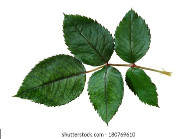 Rose Leaf Set Immagini Foto Stock E Grafica Vettoriale Shutterstock