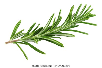 green rosemary on white background - Powered by Shutterstock