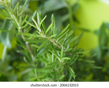 Green Rosemary (scientific Name Rosmarinus Officinalis) Plant