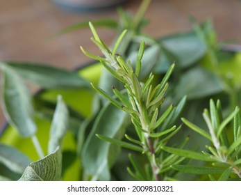 Green Rosemary (scientific Name Rosmarinus Officinalis) Plant