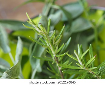 Green Rosemary (scientific Name Rosmarinus Officinalis) Plant