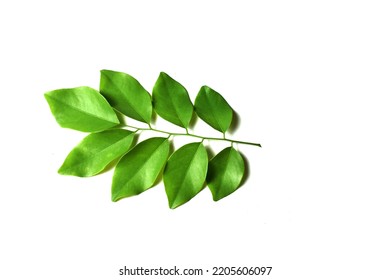 Green Rosewood Leaf Isolated On White Background