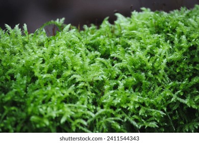 Green Rough-stalked feather-moss (Brachythecium rutabulum) also known as Cedar moss, growing on a fallen tree. Winter in the Biesbosch, Dordrecht, Holland. - Powered by Shutterstock