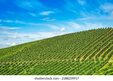 Grüne Weinreben auf dem Weinberg gegen blauer Himmel an sonnigen Sommertagen, frische, wachsende Blätter