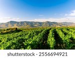 green rows of wineyard with grape on a winery during sunset with amazing mountains and clouds on background, panoramic view of wine farm with grape plantation in Italy