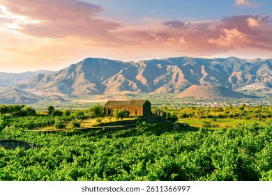 green rows of wineyard with grape on a winery during sunset with amazing mountains and clouds on background, panoramic view of wine farm with grape plantation in Italy