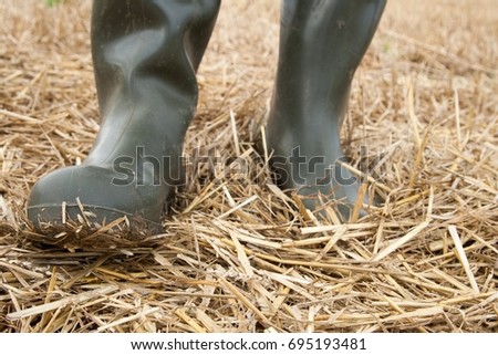 With green rubber boots go through the mowed grain field

