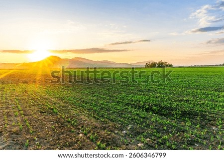 green rustic landscape of spring sunset in fresh spring field with rows of young growth on a meadow with beautiful mountains on background
