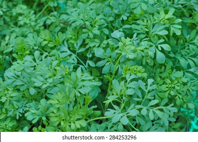 Green Ruta Graveolens Aka Common Rue Plant