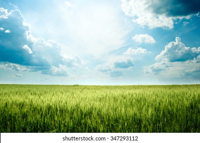 Green Rye In Field On A Sunny Day, Europa