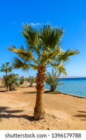 Green Sabal Palm Tree On Beach Of Red Sea