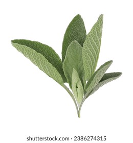 green sage leaves for food and decoration
 - Powered by Shutterstock