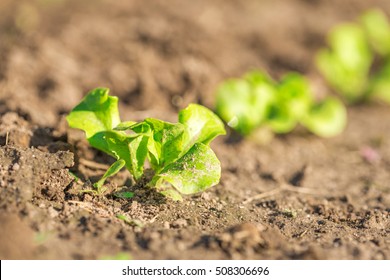 Green salad growing on a vegetable bed.