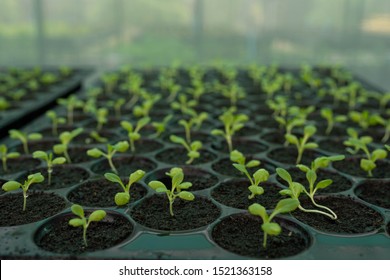 Green salad growing from seed, lettuce seedling growing in cultivation tray, vegetable plantation - Powered by Shutterstock