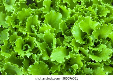 Green Salad Leaves Background