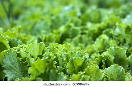 Green Salad Leaves Background
