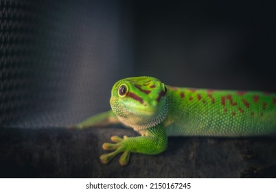 Green Salamander In Animals Zoo