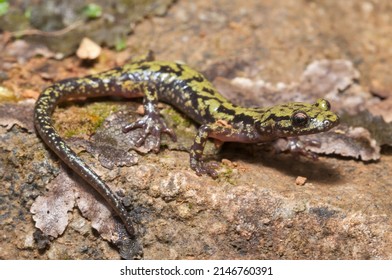 Green Salamander Macro Portrait On Rock