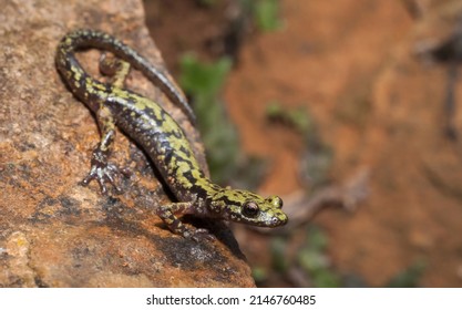 Green Salamander Macro Portrait On Rock