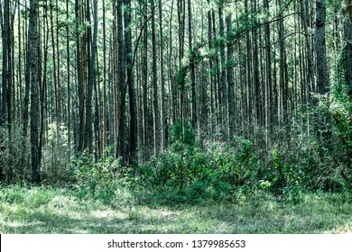 Green Of Sam Houston National Forest Texas 