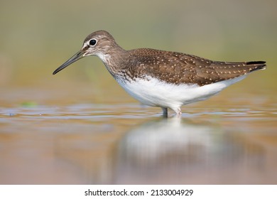 Green Sandpiper, during autumn flights to the wintering grounds, called Tringa ochropus