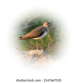 Green Sandpiper perching near wetland field looking into a distance isolated on round gradient blur background