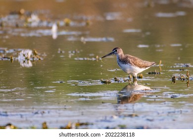Green sandpiper, Tringa ochropus, single bird in water, in the wild. Close up