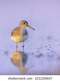 Green Sandpiper (Tringa Ochropus) Is A Small Wader Shorebird Of The Old World. Bird Wading In Shallow Water Of Wetland During Migration. Wildlife Scene Of Nature In Europe.