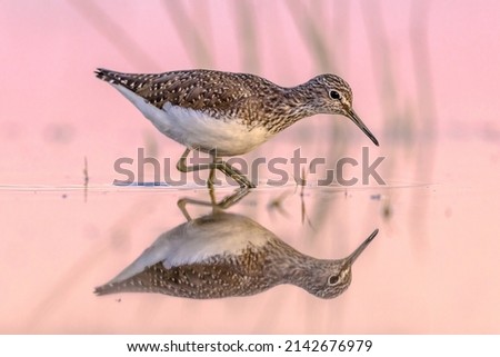 Green Sandpiper (Tringa ochropus) is a small Wader Shorebird of the Old World. Bird Wading in Shallow Water of Wetland during Migration. Wildlife Scene of Nature in Europe.