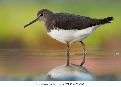 The green sandpiper wader (shorebird) of the Old World.