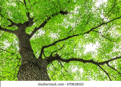 Beautiful tree Images, Stock Photos & Vectors Shutterstock