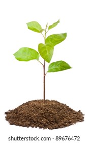 Green Sapling Of Apple Tree. Isolated On A White.