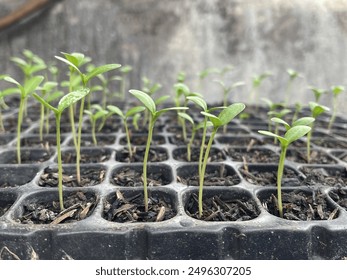 Green saplings of trees being planted in many pit trays in preparation for planting. - Powered by Shutterstock