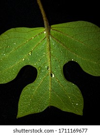 471 Sassafras tree leaves Images, Stock Photos & Vectors | Shutterstock