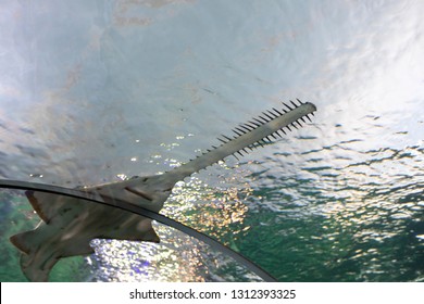 Green Sawfish With The Focus On The Saw (edged With Teeth) At The Aquarium. They Are Closely Related To Stingrays