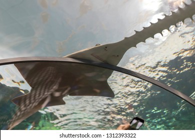 Green Sawfish Posing For The Visitors At The Aquarium. They Are Closely Related To Stingrays