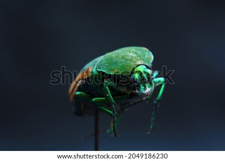 Green Scarab Beetle. June Bug. Scarab Beetle. Cotinis mutabilis. Fig Eater Beetle. Green Fruit Beetle. Isolated on black. Egyptian Scarab insect. 