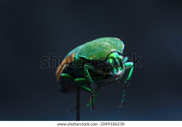 Green Scarab Beetle. June Bug. Scarab\
Beetle. Cotinis mutabilis. Fig Eater Beetle. Green Fruit Beetle.\
Isolated on black. Egyptian Scarab insect.\
