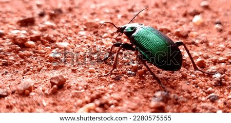 The green scarab beetle just cruising around on the flat red plains of the Gascoyne region.