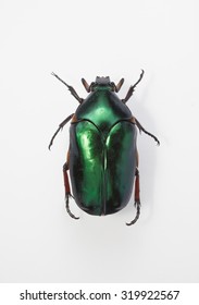 Green Scarab Beetles 