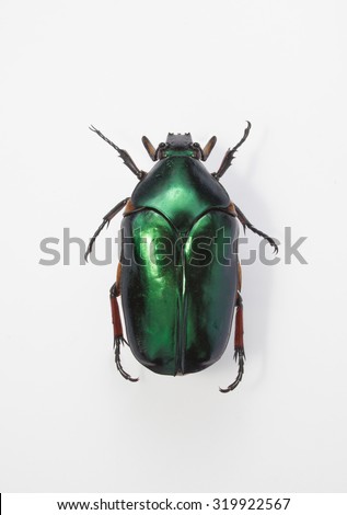 Green scarab beetles 